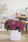 2023, hortensia, kamer hortensia,  solo, paars