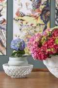2023, hortensia, kamer hortensia, mix, stam, roze, rood, multi, blauw