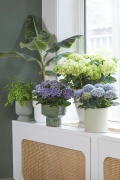 2023, hortensia, kamer hortensia, blauw, lila, wit, multi