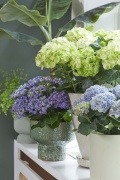 2023, hortensia, kamer hortensia, blauw, lila, wit, multi
