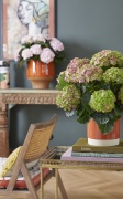 2023, hortensia, kamer hortensia, multi, roze, groen