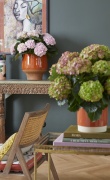 2023, hortensia, kamer hortensia, roze, groen, multi