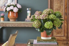 2023, hortensia, kamer hortensia,