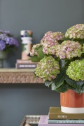 2023, hortensia, kamer hortensia,  solo, roze