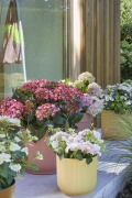 tuin hortensia, zomer, 2023, mix, assortiment