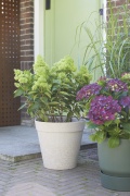 tuin hortensia, zomer, 2023, mix, paars, groen, paniculata