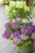 tuin hortensia, zomer, 2023, mix, groen, paars, paniculata