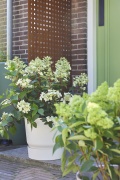 tuin hortensia, zomer, 2023, wit, paniculata