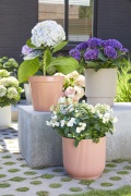 tuin hortensia, zomer, 2023, mix, assortiment, avantgarde