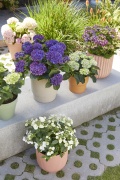 tuin hortensia, zomer, 2023, mix, assortiment