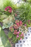 tuin hortensia, zomer, 2023, tuin, mix, rood