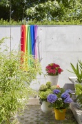 tuin hortensia, zomer, 2023, pride, regenboog, rood