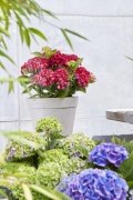 tuin hortensia, zomer, 2023, mix, rood, groen, paars