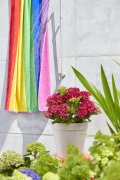 tuin hortensia, zomer, 2023, pride, regenboog,