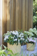 tuin hortensia, zomer, 2023, runaway bride, mix, french bolero, wit, licht roze, paniculata