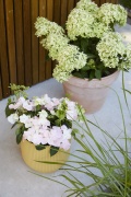 tuin hortensia, zomer, 2023, french bolero, paniculata, roze, groen, wit, mix