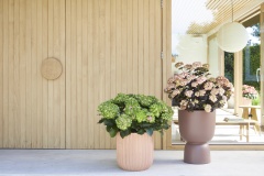 tuin hortensia, zomer, 2023, mix, bicolor, groen, rood, wit