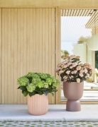 tuin hortensia, zomer, 2023, mix, bicolor, groen, rood, wit