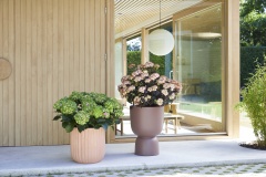 tuin hortensia, zomer, 2023, mix, groen, rood, wit