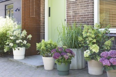 tuin hortensia, zomer, 2023, mix, paniculata, paars, wit, groen