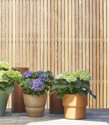 tuin hortensia, zomer, 2023, groen, paars, wit, mix