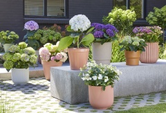 tuin hortensia, zomer, 2023, mix, assortiment