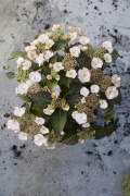 tuin hortensia, zomer, 2023, solo, wit