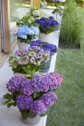 tuin hortensia, zomer, 2023, mix, assortiment