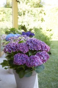 tuin hortensia, zomer, 2023, mix, paars