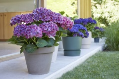 tuin hortensia, zomer, 2023, paars, blauw, mix