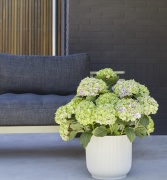 tuin hortensia, zomer, 2023, wit, solo