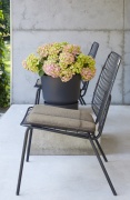 tuin hortensia, zomer, 2023, roze, groen, solo