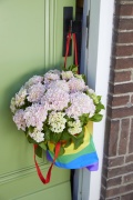 tuin hortensia, zomer, 2023, rode, solo, pride, regenboog