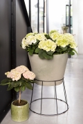 hortensia-innen-3430