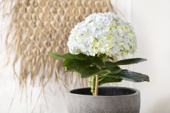 hortensia-innen-3433