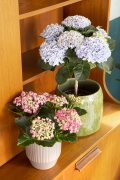 hortensia-innen-3527