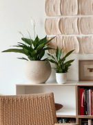 AIRSOPURE_Spathipyllum_Foto_@igorjosif_ACS_10739