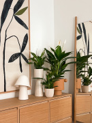 AIRSOPURE_Spathipyllum_Foto_@igorjosif_ACS_10741