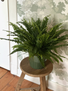 AIRSOPURE_Nephrolepsis_Foto_Jessica_Haas_IMG_7527