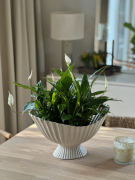 AIRSOPURE_Spathiphyllum_Foto_Jessica_Haas_IMG_7637