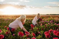 FAM_flower_farm_dahlias_Marlies_Linda_03