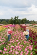 FAM_flower_farm_dahlias_Marlies_Linda_06