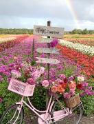 FAM_flower_farm_dahlienfeld