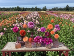 FAM_flower_farm_dahlienfeld_02