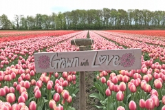 FAM_flower_farm_tulipfield_02