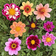 FAM_Flower_Farm_2489-1-AA-vlinder-bijen-mix-flatlay-gras-high