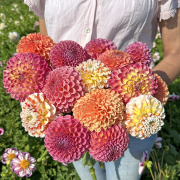 FAM_Flower_Farm_2758-AA-Jowey-mix-high