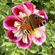 FAM_Flower_Farm_3177-AA-Bumble-Rumble-vlinder-high