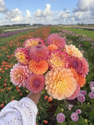 FAM_Flower_Farm_3307-AA-mix-boeket-roze-oranje-ball
