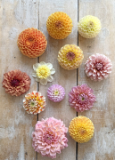 FAM_Flower_Farm_3955-AA-flatlay-dahlias-pasteltinen